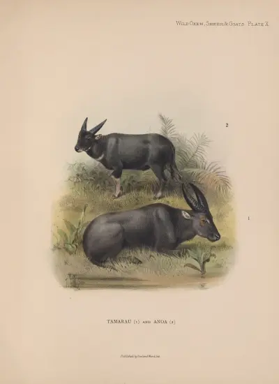 Tamarau and Anoa av Richard Lydekker