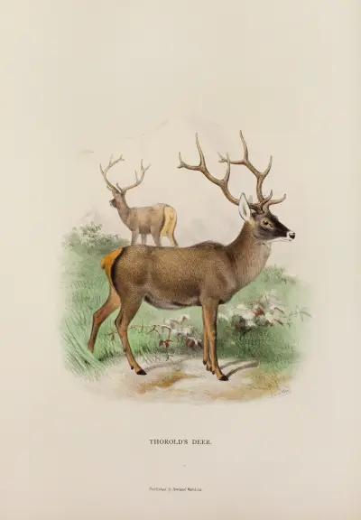 Thorold’s Hirsch von Richard Lydekker