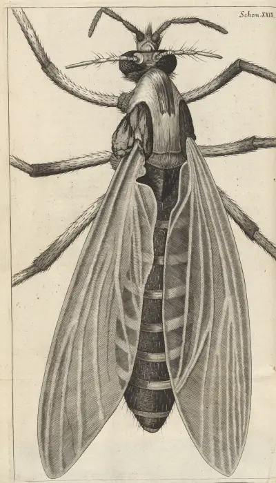 Microscopic view of a great belly’d [bellied] gnat or female gnat av Robert Hooke