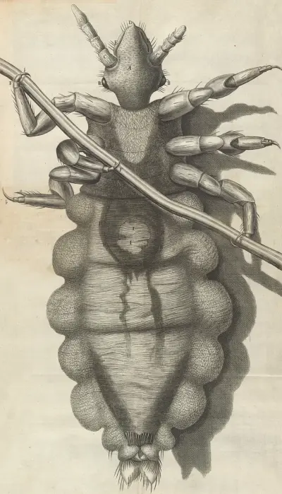 Microscopic view of a louse av Robert Hooke