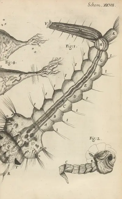 Microscopic view of a water-insect or gnat av Robert Hooke