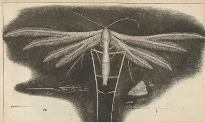 Microscopic view of a white featherwing’d [feather-winged] moth av Robert Hooke