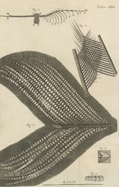 Microscopic view of assorted feathers av Robert Hooke