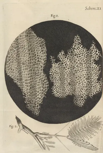 Microscopic view of cork and sprouts av Robert Hooke