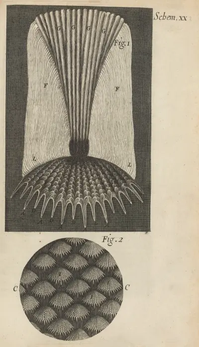 Microscopic view of fish scales av Robert Hooke