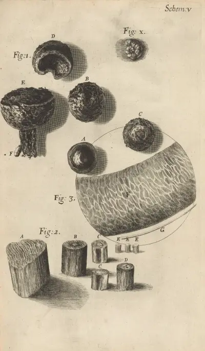 Microscopic view of flint or steel av Robert Hooke