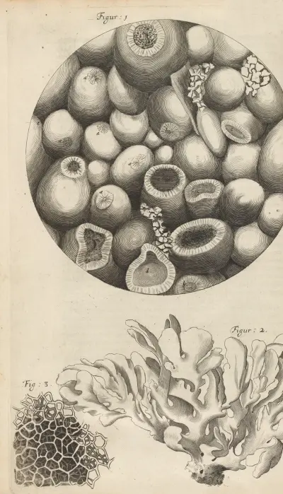 Microscopic view of Kettering-stone, sea moss, and sponge av Robert Hooke