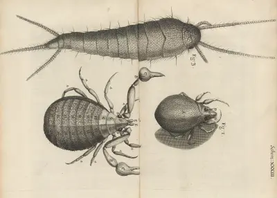 Microscopic view of mites and book-worms av Robert Hooke