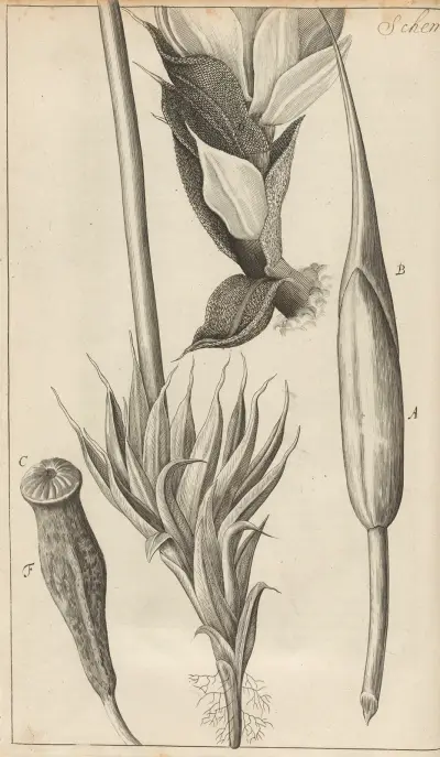Microscopic view of moss and other small vegetative substances av Robert Hooke