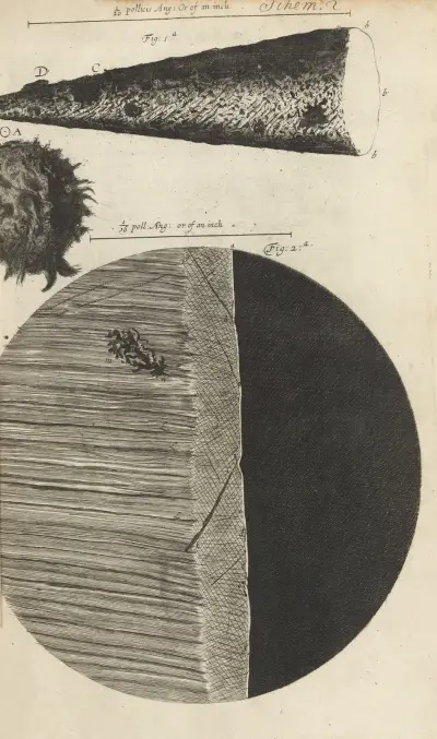 Microscopic view of needle and razor av Robert Hooke