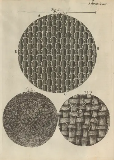 Microscopic view of seaweed, rosemary, and other leaves av Robert Hooke