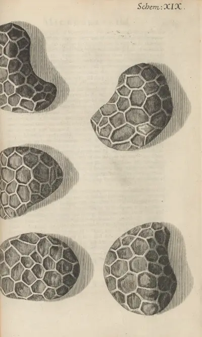 Mohnsamen unter dem Mikroskop von Robert Hooke