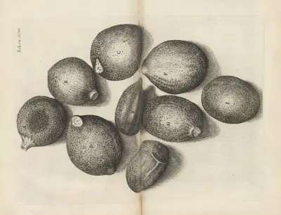 Microscopic view of seeds of thyme av Robert Hooke