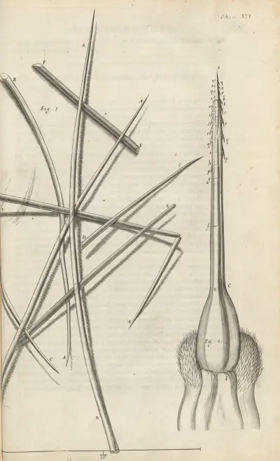 Microscopic view of several sorts of hair and bee’s stinger av Robert Hooke