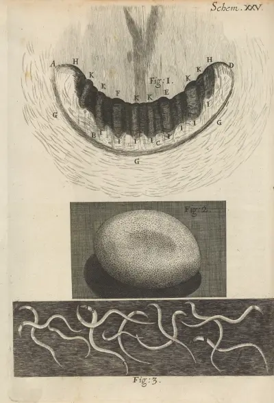 Microscopic view of snail teeth and silkworm egg av Robert Hooke