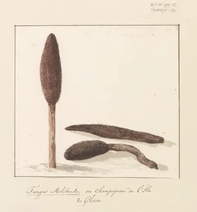 Zeldzame plant van eiland Gozo av Abraham-Louis-Rodolphe Ducros