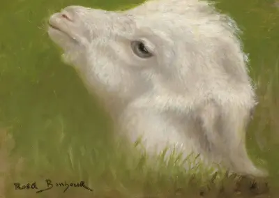 Head Of A Lamb av Rosa Bonheur