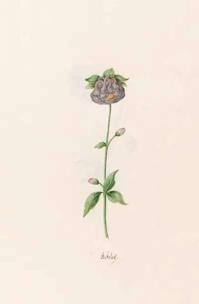 Ackeleÿ, 1692 – Nr. 2 von Magdelena Rosina Funck