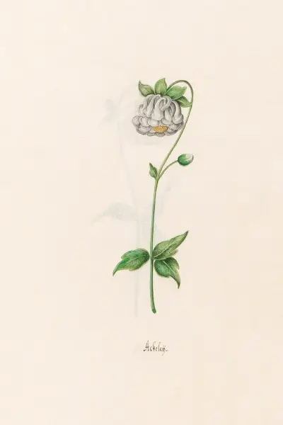 Ackeleÿ, 1692 – Nr. 3 von Magdelena Rosina Funck