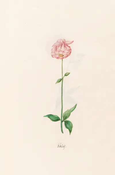 Ackeleÿ, 1692 – Nr. 5 von Magdelena Rosina Funck