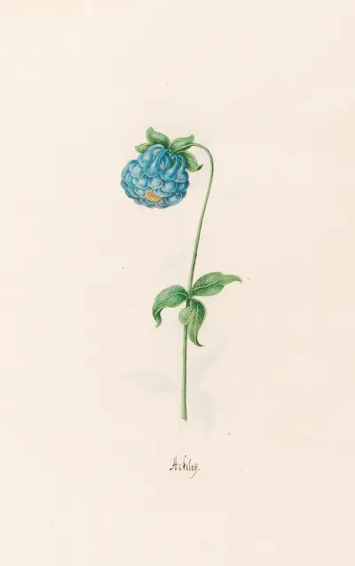 Ackeleÿ, 1692 – Nr. 7 von Magdelena Rosina Funck