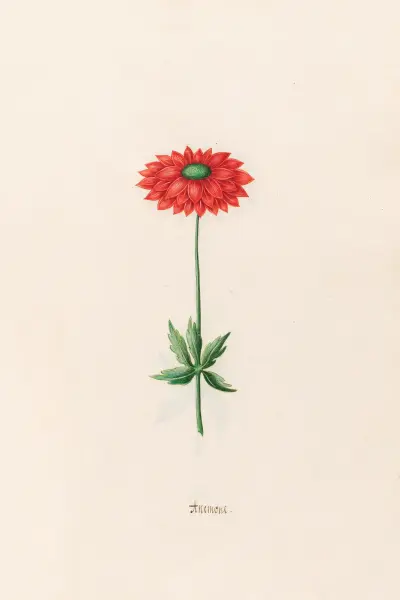 Anemone, 1692 – Nr. 3 von Magdelena Rosina Funck