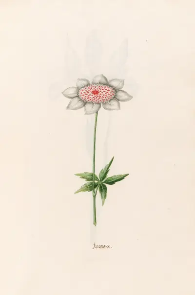 Anemone, 1692 – Nr. 4 von Magdelena Rosina Funck