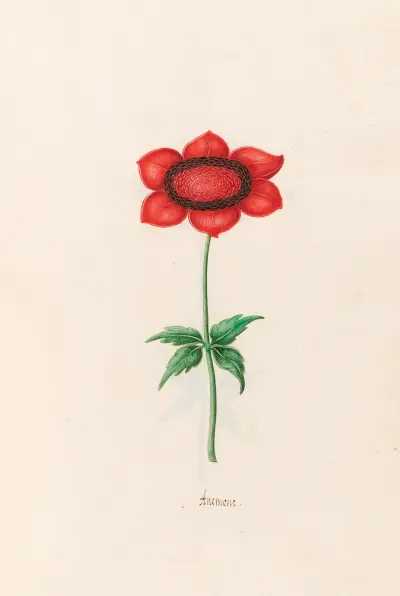 Anemone, 1692 – Nr. 5 von Magdelena Rosina Funck