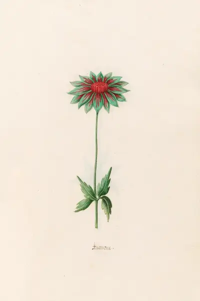 Anemone, 1692 – Nr. 6 von Magdelena Rosina Funck
