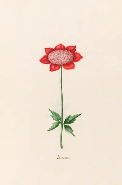 Anemone, 1692 – Nr. 9 von Magdelena Rosina Funck