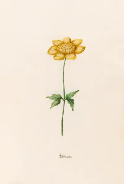 Anemone, 1692 – Nr. 10 von Magdelena Rosina Funck