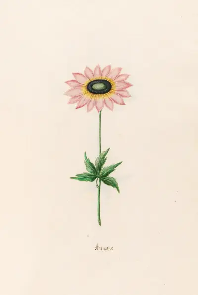 Anemone, 1692 – Nr. 1 von Magdelena Rosina Funck