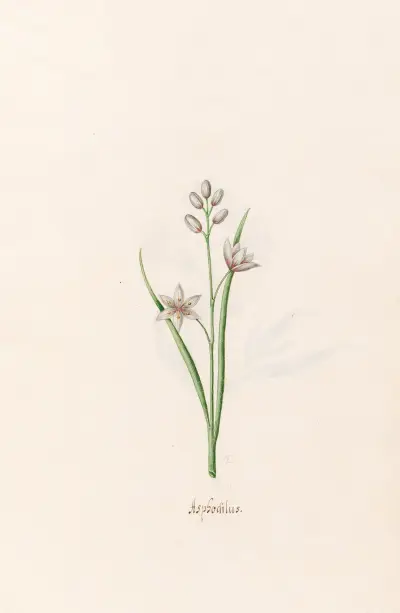 Asphodilus von Magdelena Rosina Funck