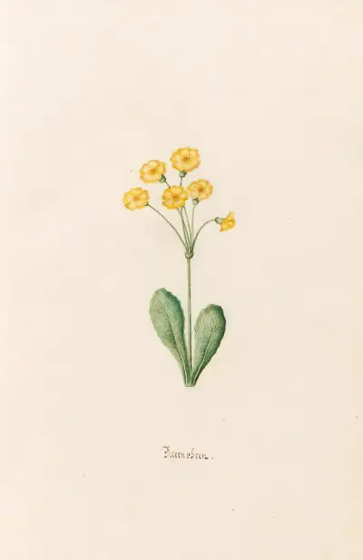 Baernobren, 1692 – Nr. 2 von Magdelena Rosina Funck