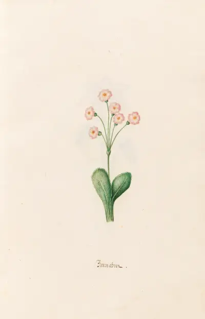 Baernobren, 1692 – Nr. 1 von Magdelena Rosina Funck