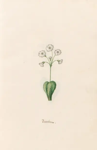 Bärentraube von Magdelena Rosina Funck