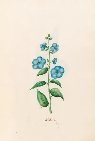 Blattaria von Magdelena Rosina Funck