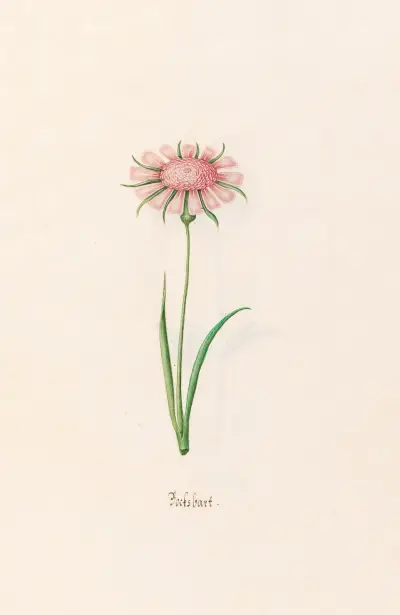 Bocksbart, 1692 – Nr. 2 von Magdelena Rosina Funck