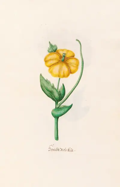 Brennender Mohn von Magdelena Rosina Funck