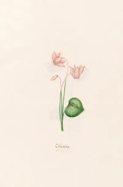 Cÿclaminis. [Cyclamen] von Magdelena Rosina Funck