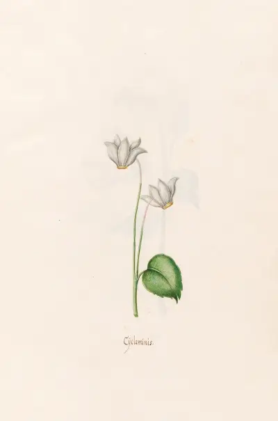 Alpenveilchen, 1692 – Nr. 1 von Magdelena Rosina Funck