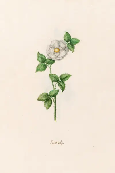 Zimtrose, 1692 – Nr. 1 von Magdelena Rosina Funck