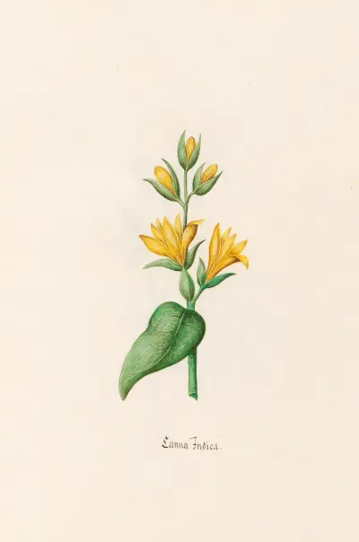 Canna Indica von Magdelena Rosina Funck