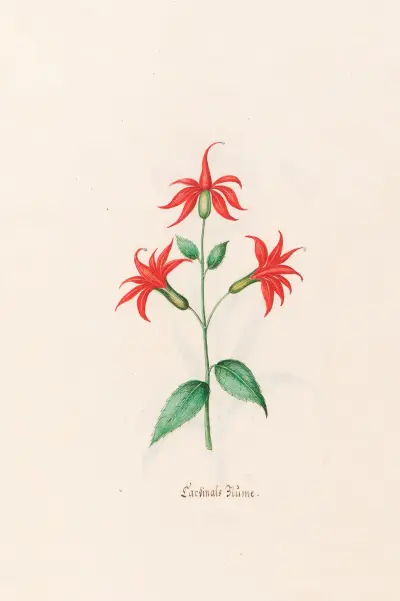 Kardinalsblume von Magdelena Rosina Funck