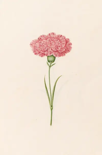 Nelke, 1692 – Nr. 1 von Magdelena Rosina Funck