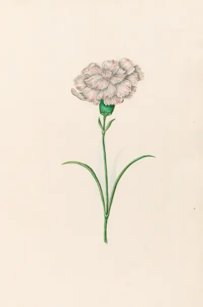 Nelkenblume, 1692 – Nr. 1 von Magdelena Rosina Funck