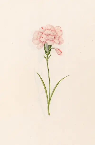 Nelke, 1692 – Nr. 3 von Magdelena Rosina Funck