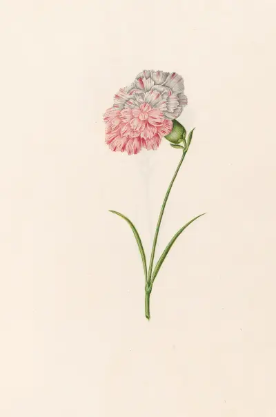 Nelke (Nej lika) von Magdelena Rosina Funck