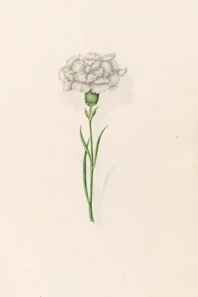 Nelkenblume, 1692 – Nr. 2 von Magdelena Rosina Funck