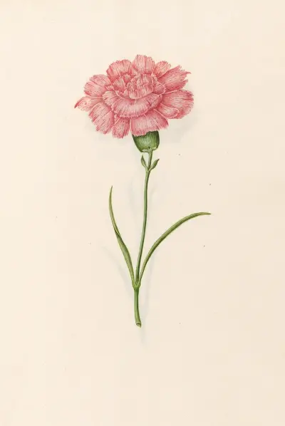 Nelke, 1692 – Nr. 5 von Magdelena Rosina Funck